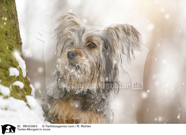 Terrier-Mischling im Schnee / Terrier-Mongrel in snow / RR-63963