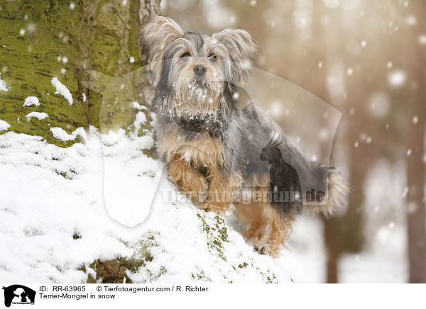 Terrier-Mongrel in snow / RR-63965