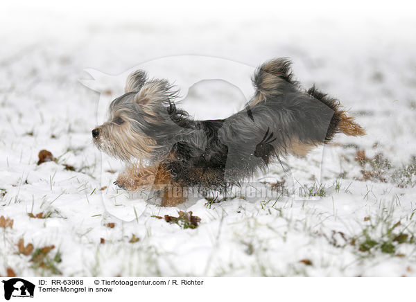 Terrier-Mischling im Schnee / Terrier-Mongrel in snow / RR-63968