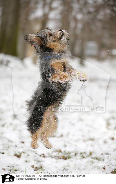 Terrier-Mongrel in snow / RR-63980