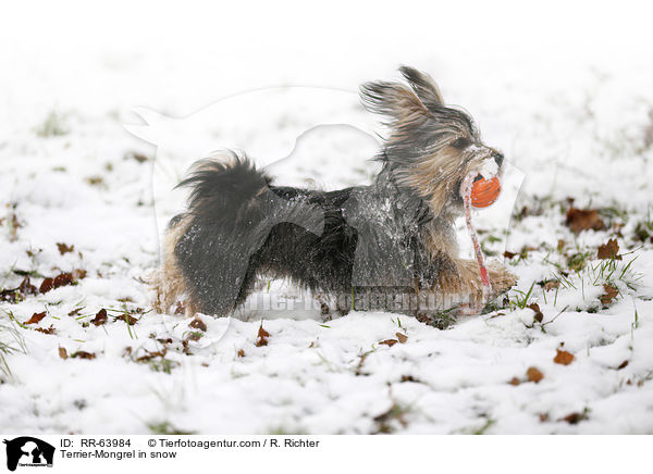 Terrier-Mischling im Schnee / Terrier-Mongrel in snow / RR-63984
