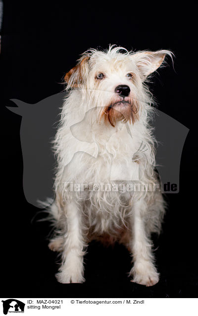 sitzender Mischling / sitting Mongrel / MAZ-04021
