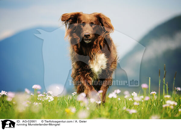 rennender Mnsterlnder-Mix / running Munsterlander-Mongrel / AG-02661