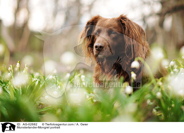 Mnsterlnder-Mix Portrait / Munsterlander-Mongrel portrait / AG-02682