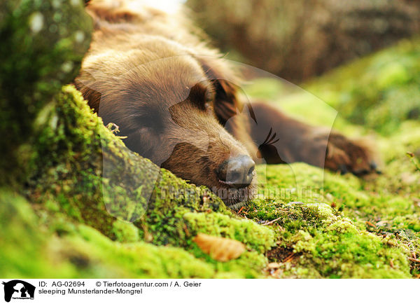 schlafender Mnsterlnder-Mischling / sleeping Munsterlander-Mongrel / AG-02694