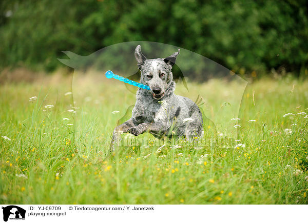 spielender Mischling / playing mongrel / YJ-09709