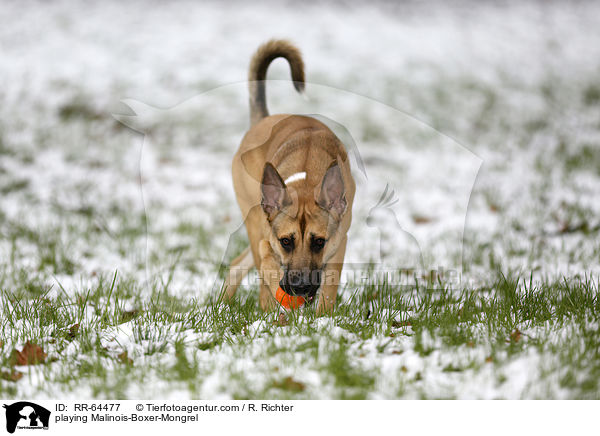 spielender Malinois-Boxer-Mischling / playing Malinois-Boxer-Mongrel / RR-64477