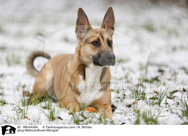 liegender Malinois-Boxer-Mischling / lying Malinois-Boxer-Mongrel / RR-64484