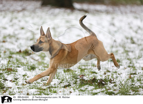 rennender Malinois-Boxer-Mischling / running Malinois-Boxer-Mongrel / RR-64490