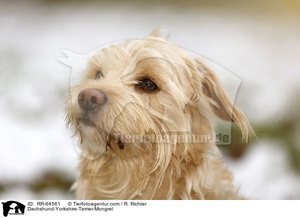 Dackel-Yorkshire-Terrier-Mischling / Dachshund-Yorkshire-Terrier-Mongrel / RR-64561