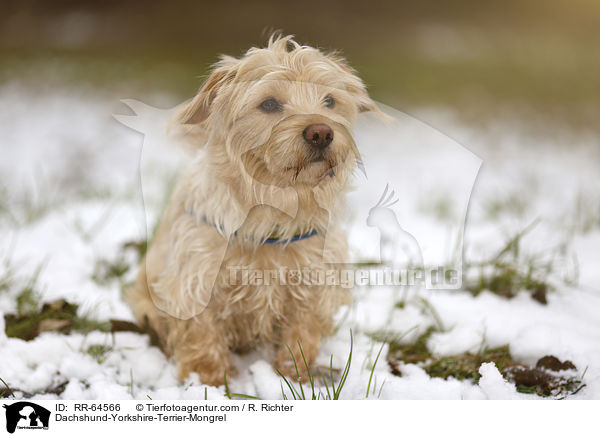 Dackel-Yorkshire-Terrier-Mischling / Dachshund-Yorkshire-Terrier-Mongrel / RR-64566