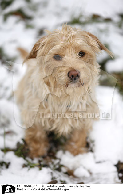 Dackel-Yorkshire-Terrier-Mischling / Dachshund-Yorkshire-Terrier-Mongrel / RR-64567