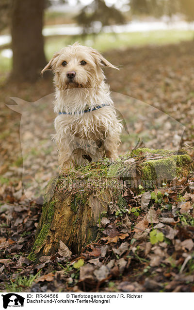 Dackel-Yorkshire-Terrier-Mischling / Dachshund-Yorkshire-Terrier-Mongrel / RR-64568