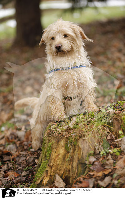 Dackel-Yorkshire-Terrier-Mischling / Dachshund-Yorkshire-Terrier-Mongrel / RR-64571