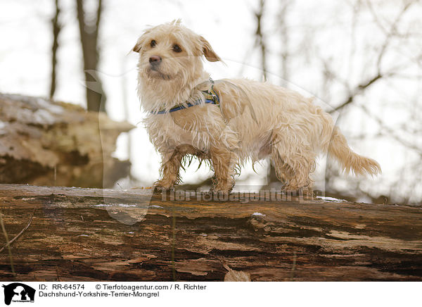 Dackel-Yorkshire-Terrier-Mischling / Dachshund-Yorkshire-Terrier-Mongrel / RR-64574