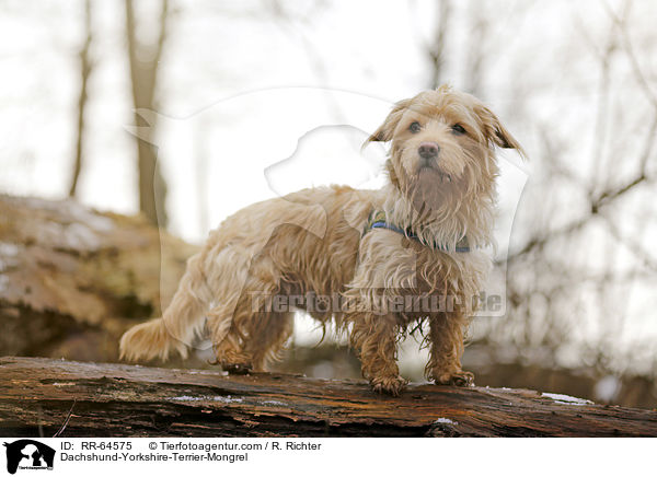 Dackel-Yorkshire-Terrier-Mischling / Dachshund-Yorkshire-Terrier-Mongrel / RR-64575