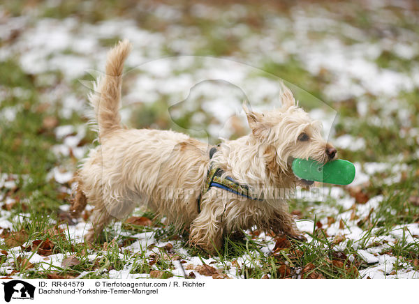 Dackel-Yorkshire-Terrier-Mischling / Dachshund-Yorkshire-Terrier-Mongrel / RR-64579