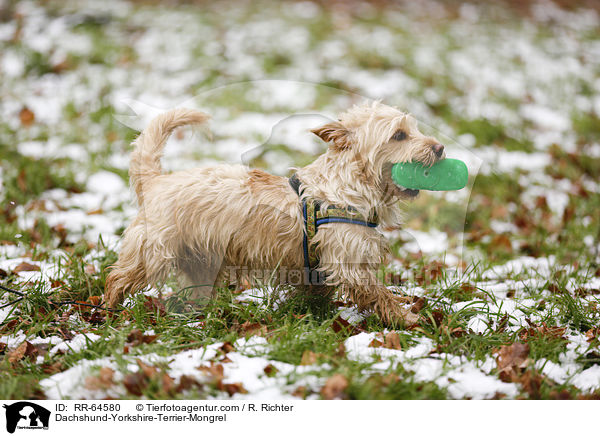 Dackel-Yorkshire-Terrier-Mischling / Dachshund-Yorkshire-Terrier-Mongrel / RR-64580
