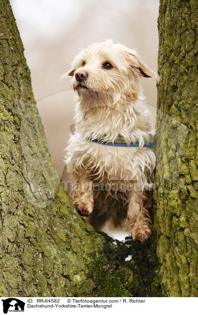 Dackel-Yorkshire-Terrier-Mischling / Dachshund-Yorkshire-Terrier-Mongrel / RR-64582