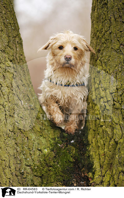 Dackel-Yorkshire-Terrier-Mischling / Dachshund-Yorkshire-Terrier-Mongrel / RR-64583