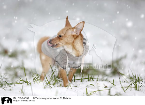 Hund im Schneegestber / dog in driving snow / RR-64632