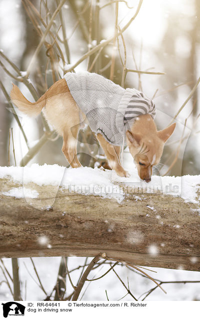 Hund im Schneegestber / dog in driving snow / RR-64641