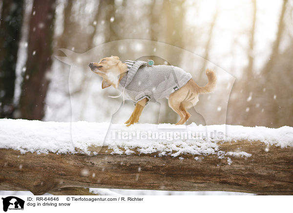 Hund im Schneegestber / dog in driving snow / RR-64646