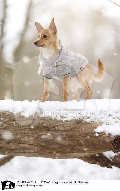 Hund im Schneegestber / dog in driving snow / RR-64648