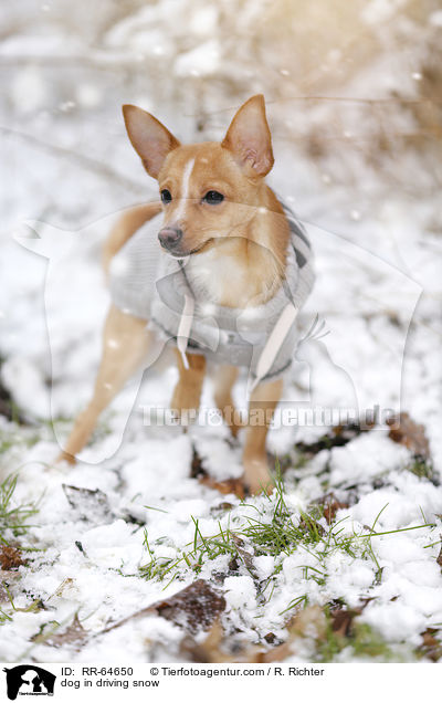 Hund im Schneegestber / dog in driving snow / RR-64650
