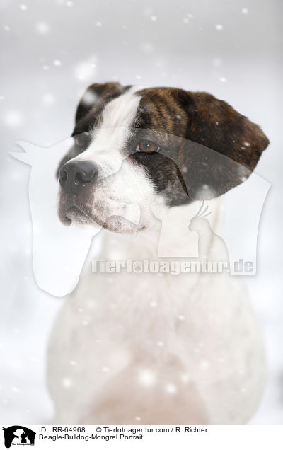 Beagle-Bulldoggen-Mischling Portrait / Beagle-Bulldog-Mongrel Portrait / RR-64968