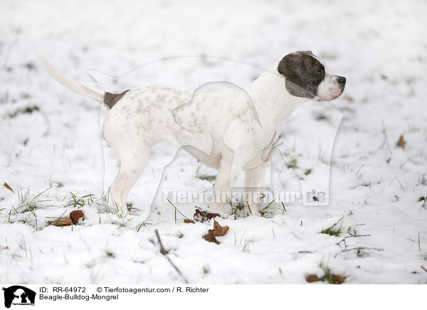 Beagle-Bulldoggen-Mischling / Beagle-Bulldog-Mongrel / RR-64972