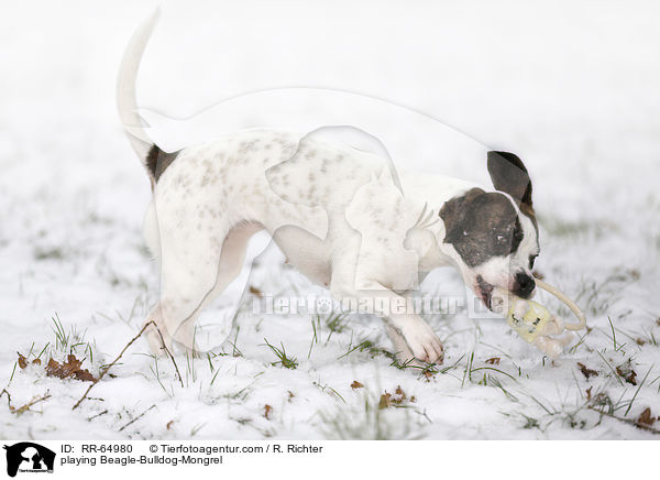 spielender Beagle-Bulldoggen-Mischling / playing Beagle-Bulldog-Mongrel / RR-64980