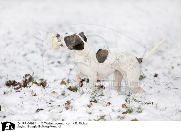 spielender Beagle-Bulldoggen-Mischling / playing Beagle-Bulldog-Mongrel / RR-64981