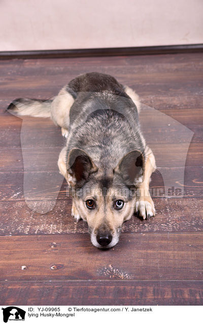 liegender Husky-Mischling / lying Husky-Mongrel / YJ-09965