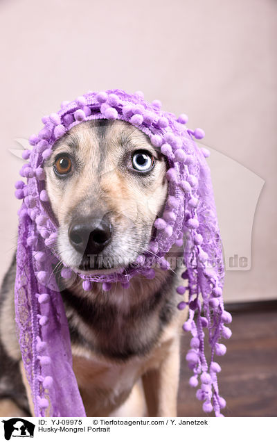 Husky-Mongrel Portrait / YJ-09975