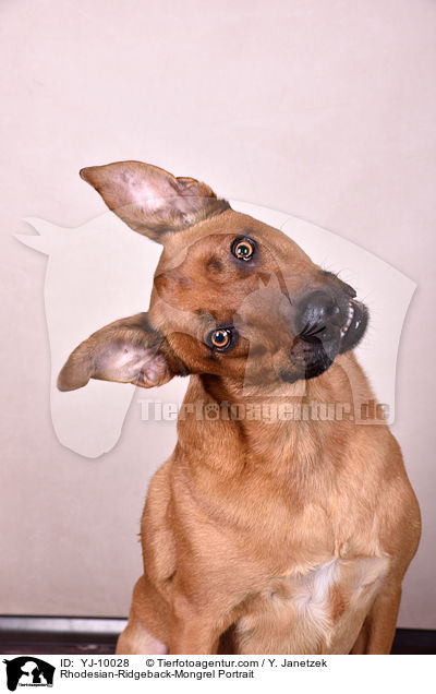 Rhodesian-Ridgeback-Mischling Portrait / Rhodesian-Ridgeback-Mongrel Portrait / YJ-10028