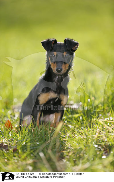 junger Chihuahua-Zwergpinscher / young Chihuahua-Miniature-Pinscher / RR-65426
