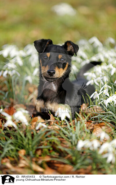 young Chihuahua-Miniature-Pinscher / RR-65453