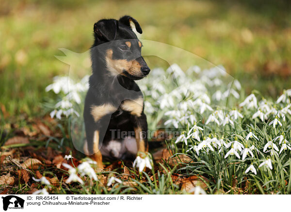junger Chihuahua-Zwergpinscher / young Chihuahua-Miniature-Pinscher / RR-65454