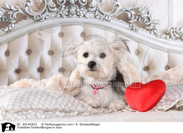 Yorkshire-Terrier-Mischling im Bett / Yorkshire-Terrier-Mongrel in bed / SS-40423