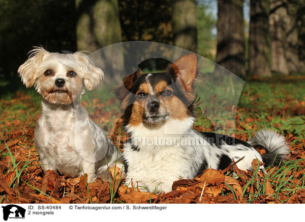 2 Mischlinge / 2 mongrels / SS-40484