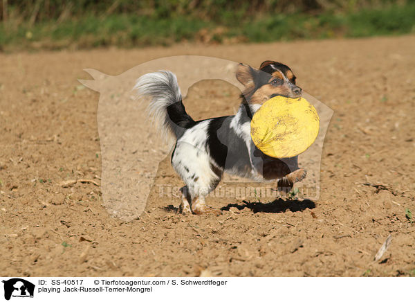 playing Jack-Russell-Terrier-Mongrel / SS-40517