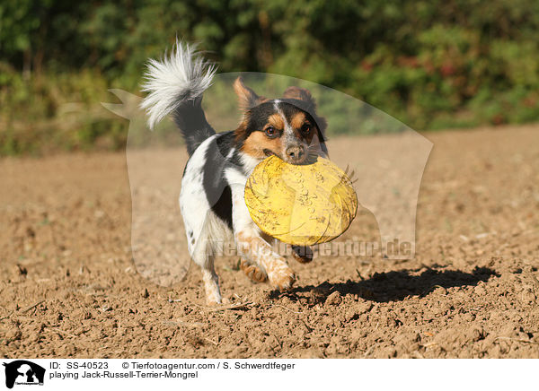 spielender Jack-Russell-Terrier-Mischling / playing Jack-Russell-Terrier-Mongrel / SS-40523