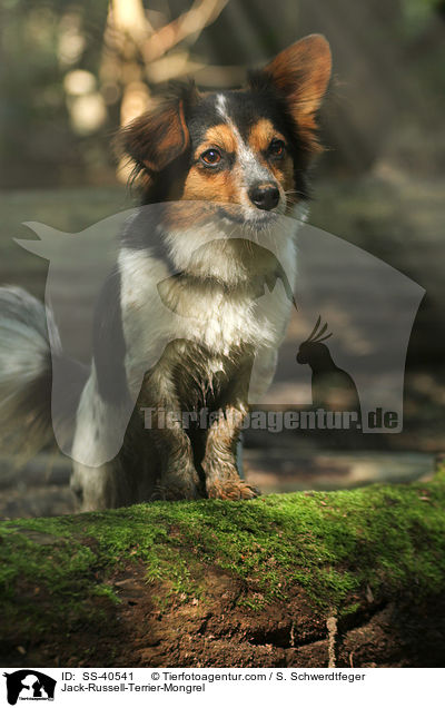 Jack-Russell-Terrier-Mischling / Jack-Russell-Terrier-Mongrel / SS-40541