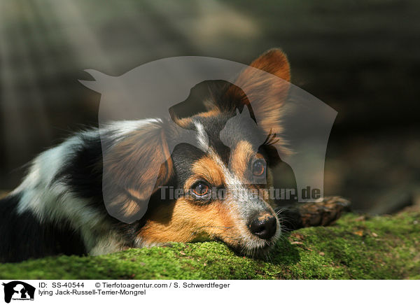 liegender Jack-Russell-Terrier-Mischling / lying Jack-Russell-Terrier-Mongrel / SS-40544