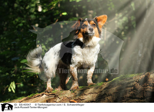 Jack-Russell-Terrier-Mischling / Jack-Russell-Terrier-Mongrel / SS-40547
