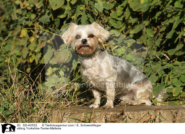 sitzender Yorkshire-Terrier-Malteser / sitting Yorkshire-Terrier-Maltese / SS-40552