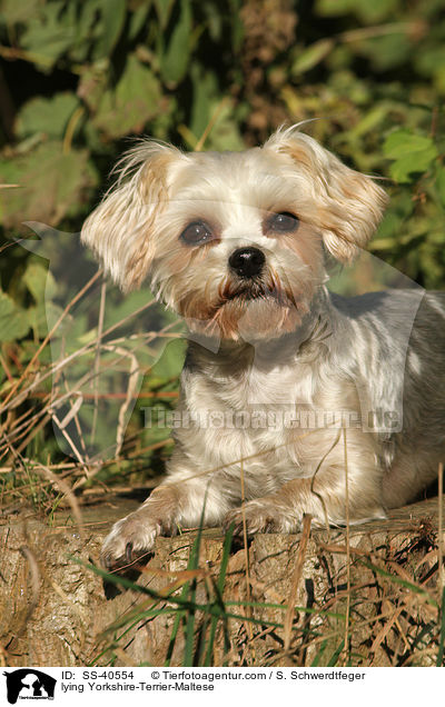 liegender Yorkshire-Terrier-Malteser / lying Yorkshire-Terrier-Maltese / SS-40554
