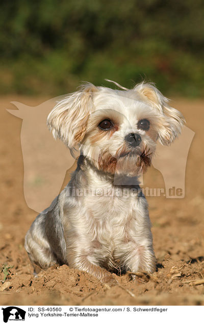 liegender Yorkshire-Terrier-Malteser / lying Yorkshire-Terrier-Maltese / SS-40560