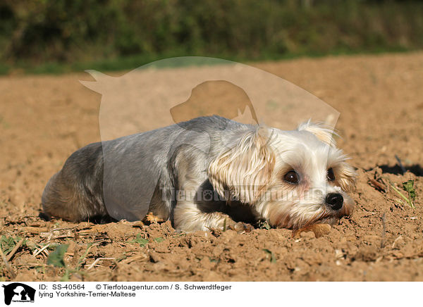 liegender Yorkshire-Terrier-Malteser / lying Yorkshire-Terrier-Maltese / SS-40564